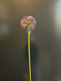 Allium Spring's Perfect Purple Blue 75 cm LDZ-89BPL