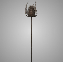 Brynxz Kardendistel, 73 cm, braun