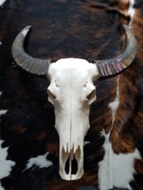 waterbuffel schedel