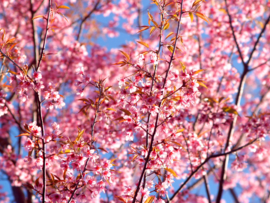 Lente in de lucht