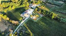 Verdicchio "Balluccio" Superiore doc - Tenuta dell`Ugolino