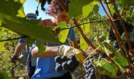 Chianti Classico - Ormanni