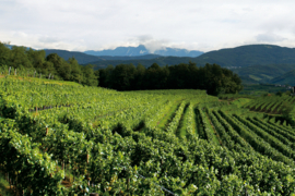 Pinot Grigio Colio doc - Polencic