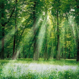 Geurolie - Mystic Forest