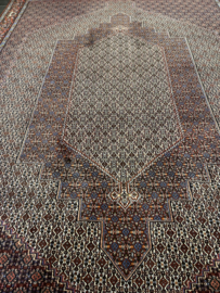 Bidjar Senneh 247x345 cm