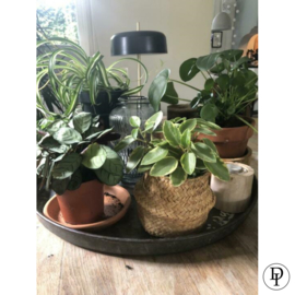 Grote stoere oude bakplaat dienblad plantenschotel