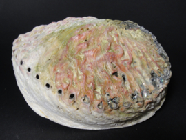 Abalone schelp is weliswaar geen edelsteen maar heeft ook de magische krachten van Moeder Aarde in zich. Deze schelp, ook wel Kroonjuweel van de oceaan genoemd