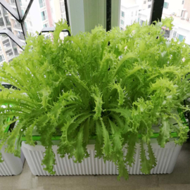 Plug & Grow - Smart Garden Medium + Groeilicht - Hydroponic Systeem ACTIE!