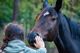 Paardencoachsessie