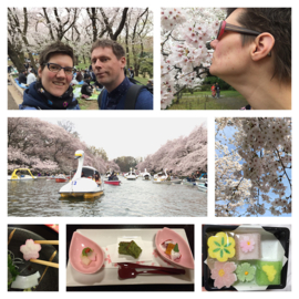 Het Sakura seizoen