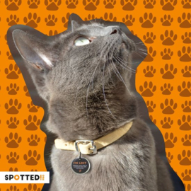 Spotted Cat