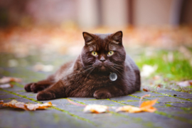 Spotted Cat