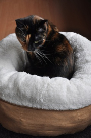 Lambswool Donut Bed voor Kat of kleine hond