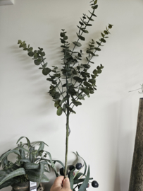 eucalyptus takken