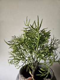 bosje groen Rhipsalum