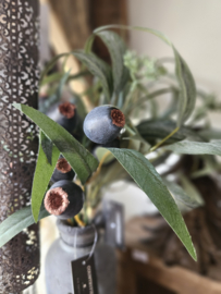 Eucalyptus bes