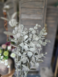 Eucalyptus takje