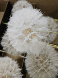 Pluizebollen  Dandelion