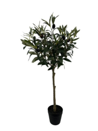 olive tree op stam 95 cm xl in pot w/berry green
