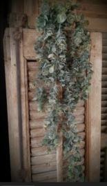 bos eucalyptus 98 cm