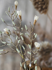 magnolia tak