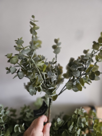 bosje kort eucalyptus