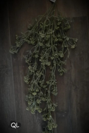 hanging bush stellaria greygreen