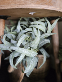 Tak eucalyptus lang