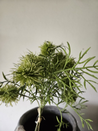 bosje distel