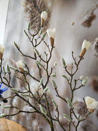 magnolia tak