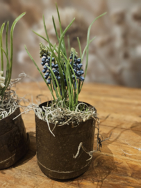 kleine metalen potjes voor bv mini plantjes