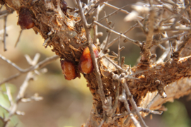 Mirre (wild) essentiële olie - Fragrance of Life - Commiphora myrrha - 10 ml.