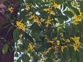 Ylang Ylang essentiële olie - Fragrance of Life - Cananga odorata- Extra - 10 ml.
