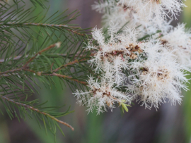 Tea Tree essentiële olie - Fragrance of Life - Melaleuca alternifolia - 10 ml.