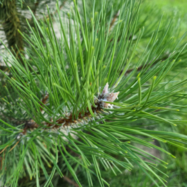 Grove/Schotse Den essentiële olie - Fragrance of Life - Pinus  sylvestris -10 ml