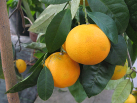 Mandarijn rood essentiële olie - Fragrance of Life - Citrus reticulata - 10 ml.