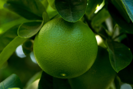 Grapefruit essentiële olie - Fragrance of Life -  Citrus paradisi - 10 ml.