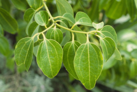 Cinnamon Leaf essentiële olie - Fragrance of Life - Cinnamomum zeylanicum - 10 ml.