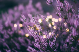 Lavendel essentiële olie - Fragrance of Life - Lavandula angustifolia - 10 ml.
