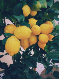 Citroen essentiële olie - Fragrance of Life - Citrus limon - 10 ml.