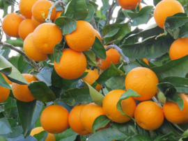 Sinaasappel zoet essentiële olie - Fragrance of Life - Citrus sinensis - 10 ml.