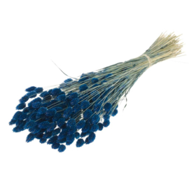 Phalaris (graantjes), marineblauw, 100g