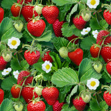 aardbeienplantjes