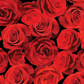 Rozen rood