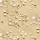 schelpen in het zand