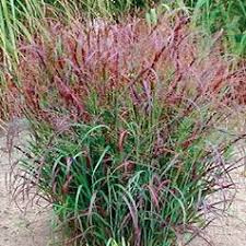 Panicum Rood 1 kg.