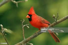 Deli Nature 45 Cardinal mix 15kg