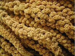 Trosgierst chinees geel 5 kg