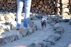 Sjamanistisch Labyrinth