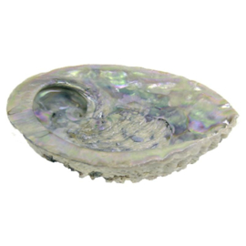 Abalone schelp met Cobra 3poot